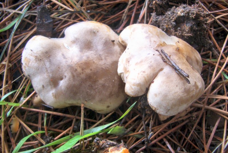 Lepista/Clitocybe da determinare